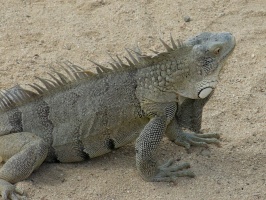 Iguana IMG 5649